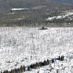 Národní park Šumava, únor 2019.