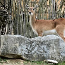Jihočeská zoologická zahrada v Hluboké nad Vltavou má opět otevřeno.