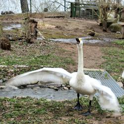 Jihočeská zoologická zahrada v Hluboké nad Vltavou má opět otevřeno.