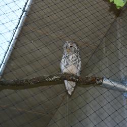 Zoologická zahrada Hluboká nad Vltavou otevírá novou expozici sov.