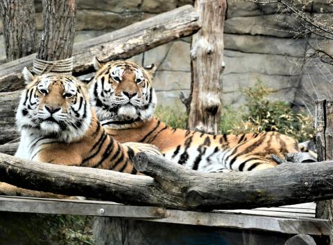 Jihočeská zoologická zahrada v Hluboké nad Vltavou má opět otevřeno.