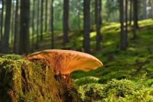 Ilustrační foto (zdroj obrázku www.pixabay.com)