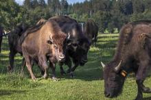 Bizon Ranch Rožnov - Česká Kanada.